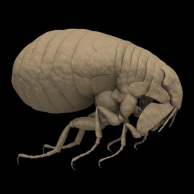 Pulga